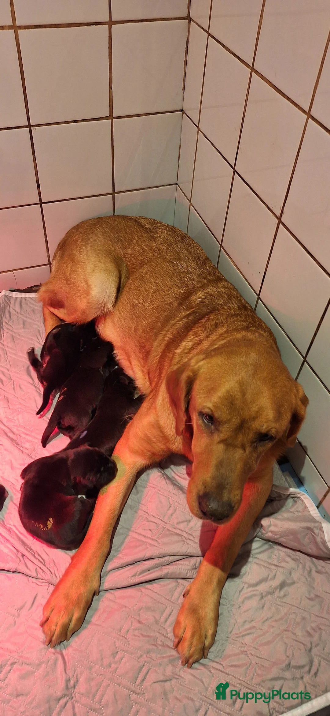 Labrador Retriever honden te koop: Gezonde en liefdevolle labrador pups - Advertentie 1