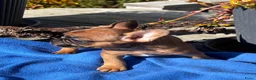 Franse Bulldog honden te koop: Prachtige Franse bulldog pups  - Advertentie 6