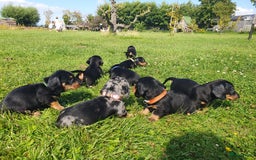 Ruwhaar Teckel honden te koop: Standaard ruwhaar teckel  - Afbeelding 20