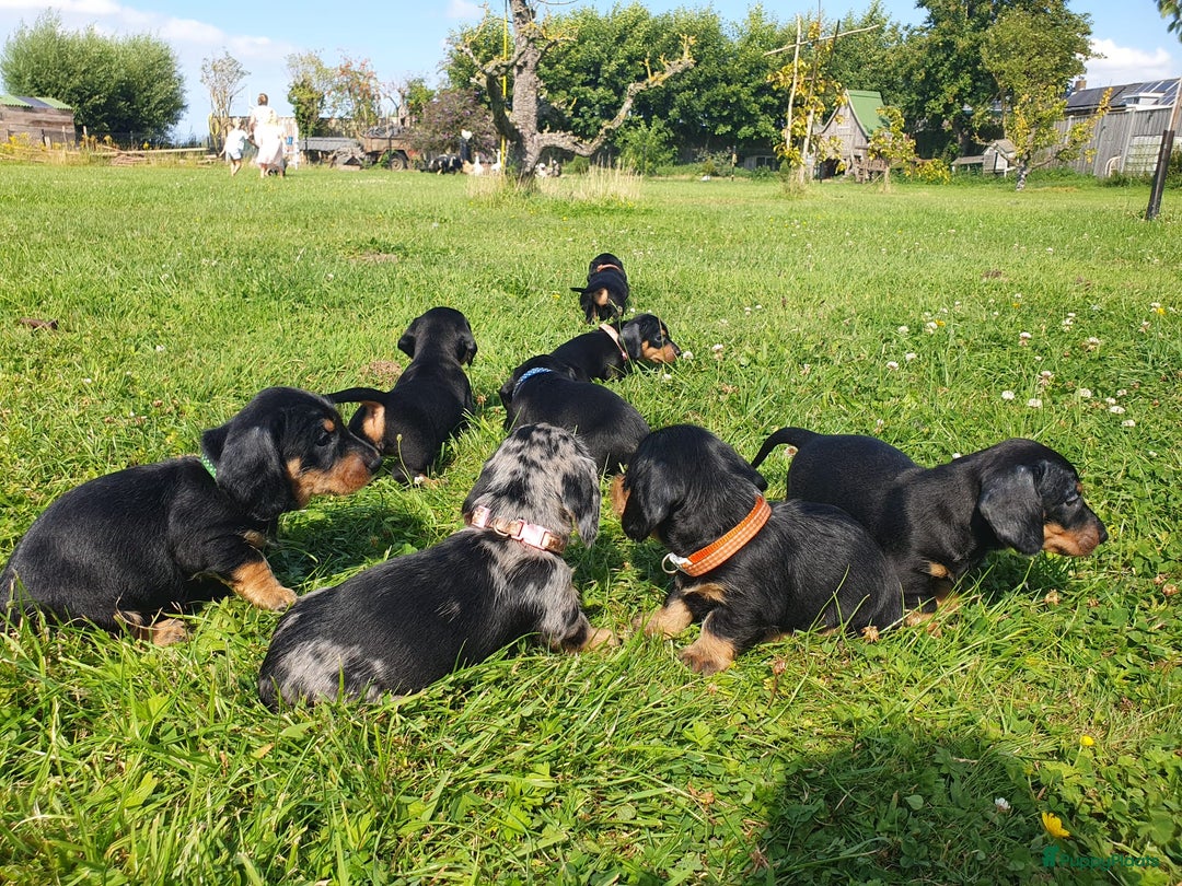 Ruwhaar Teckel honden te koop: Standaard ruwhaar teckel  - Afbeelding 20