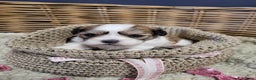 Malshi honden te koop: shih tsu boomer puppies - Advertentie 7