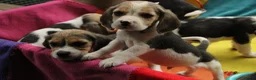 Beagle honden te koop: Beagle pups met stamboom  - Advertentie 3