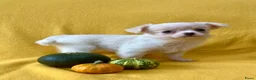 Chihuahua honden te koop: Schattige chihuahua pups mogen bijna verhuizen - Advertentie 4