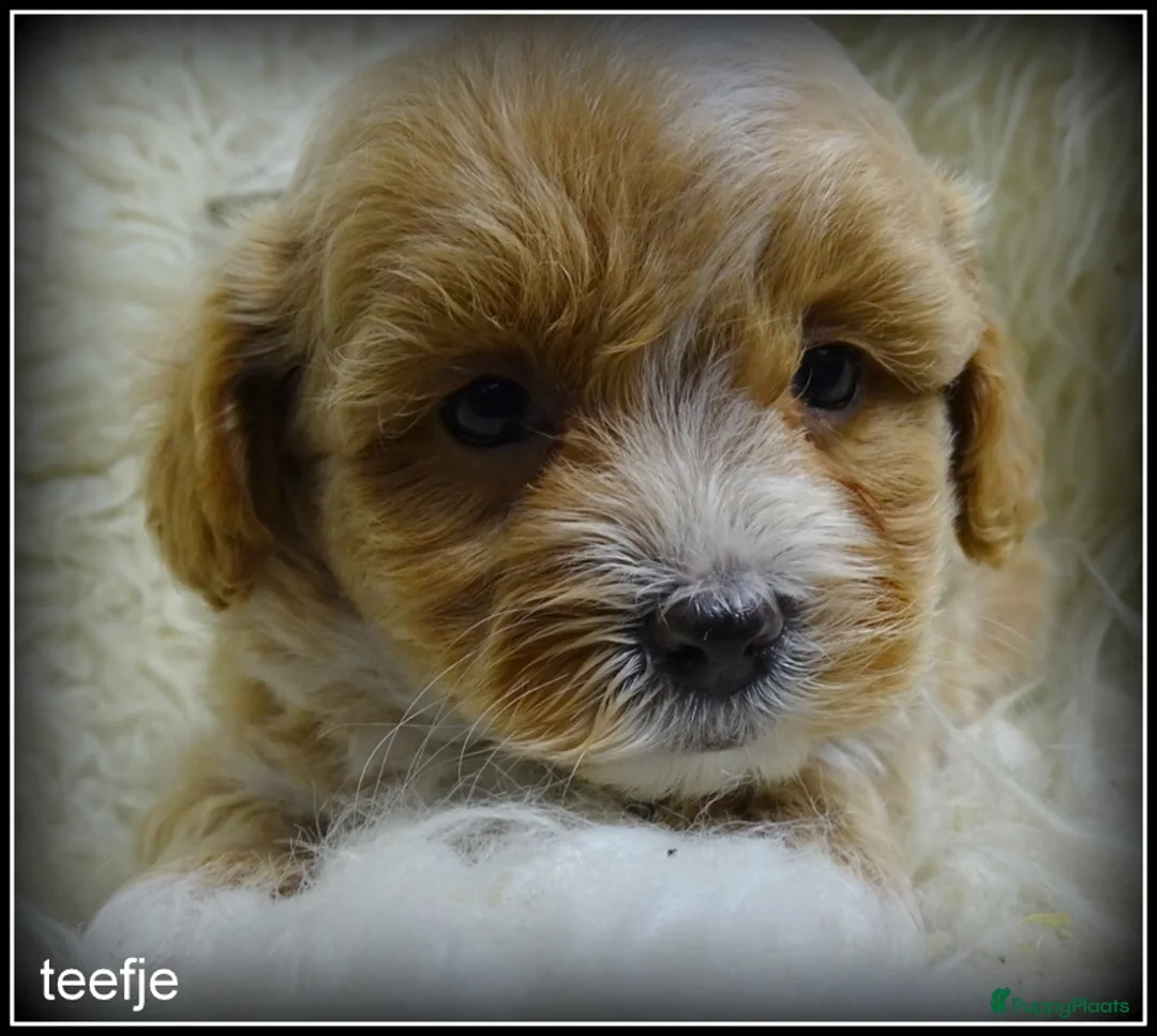 Maltipoo honden te koop: Maltipoo F1b pup reutje - Advertentie 5