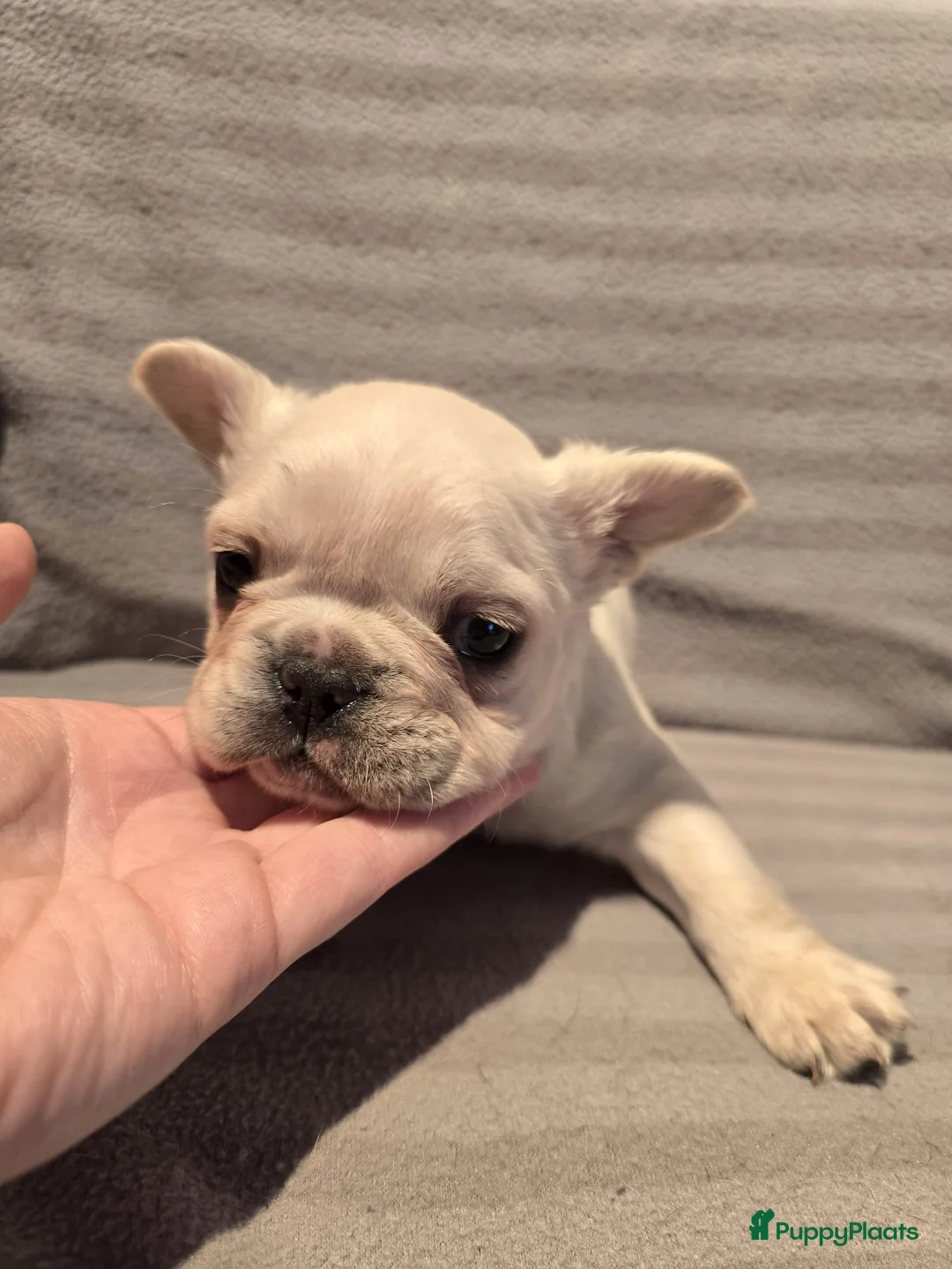 Franse Bulldog honden te koop: Knappe Franse buldogs enkele fluffy  - Advertentie 18