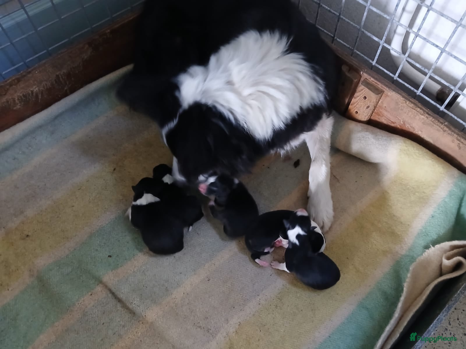 Border Collie honden Border-Collie Pup - Advertentie 2