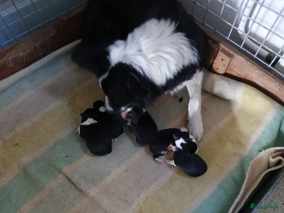 Border Collie honden te koop: Border-Collie Pup - Advertentie 2