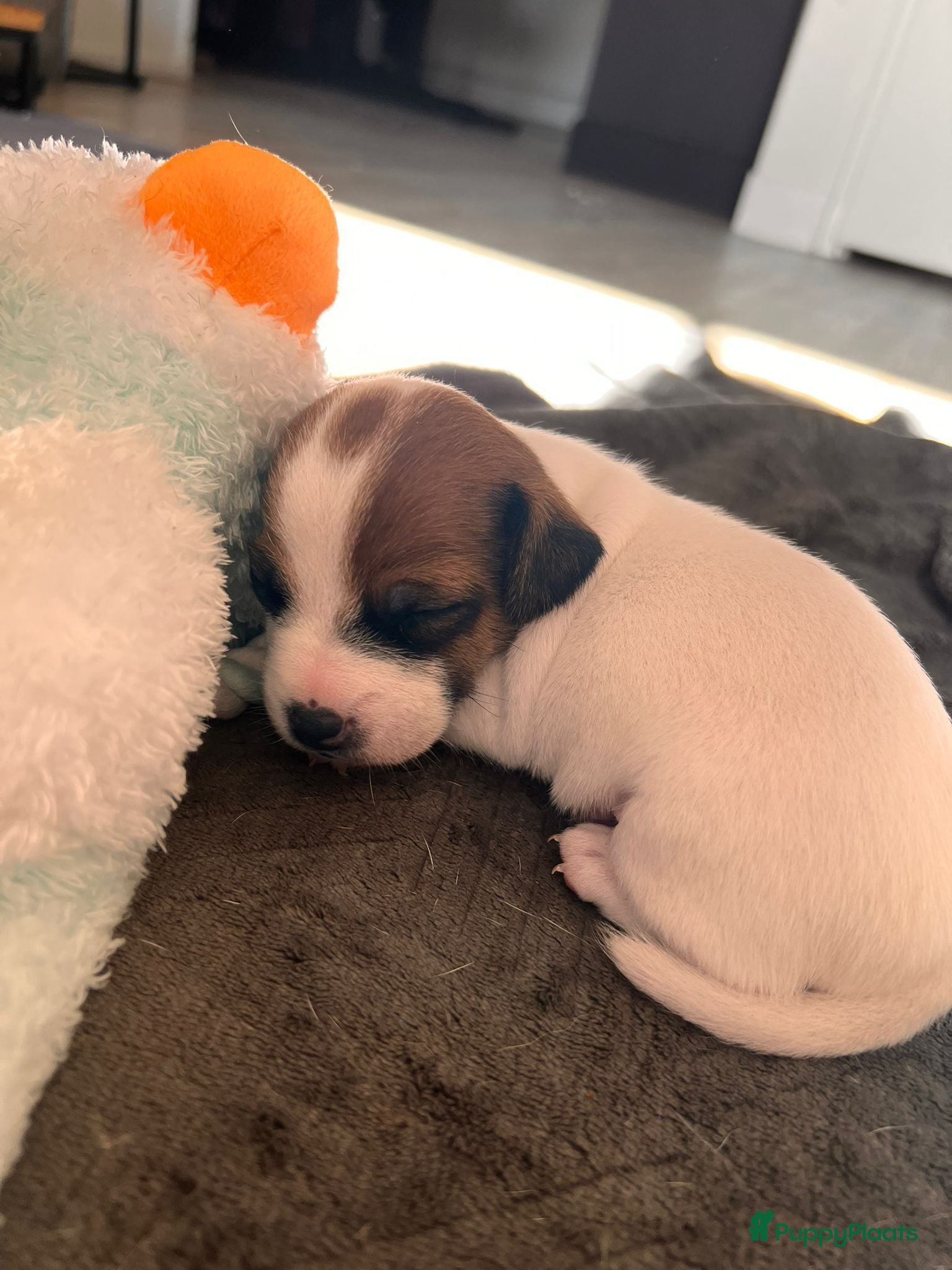 Jack Russel Terriër honden Jack Russels  - Advertentie 1