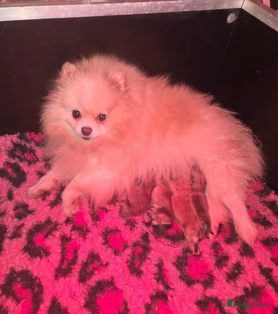 Pomeriaan honden te koop: Pomeranian pup teefje - Advertentie 7