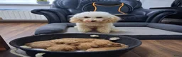 Poedel honden te koop: Poedelpups - Advertentie 6