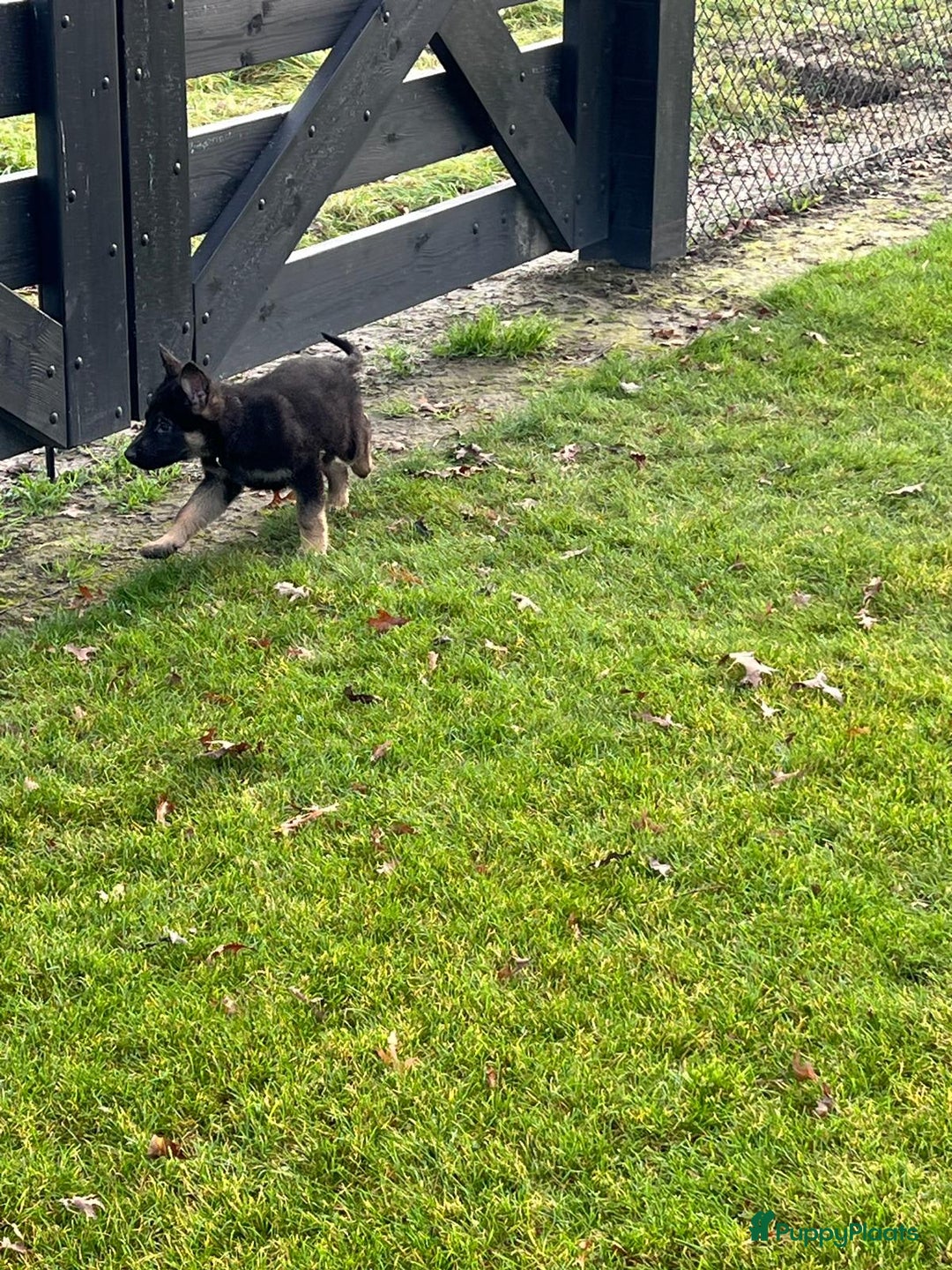 Duitse Herder honden te koop: Duitse herder pups -10 WK- nog 1 pup beschikbaar! - Advertentie 35