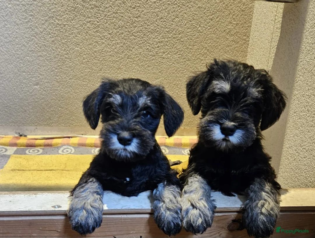Dwergschnauzer honden te koop: Dwergschnauzerpups zwart zilver  - Advertentie 6