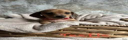 Teckel (korthaar)  honden te koop: Prachtige teckelpups 🐶 - Advertentie 10