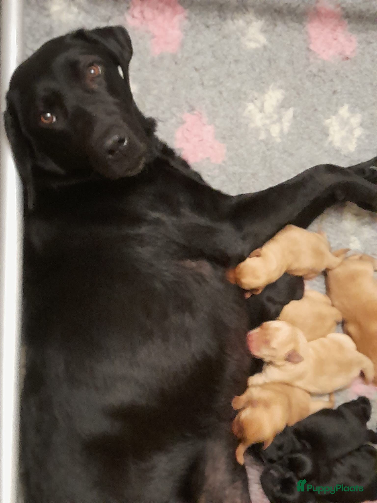 Labrador Retriever honden Leuk teefje (stamboom) beschikbaar - Advertentie 1