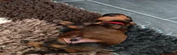Ruwhaar Teckel honden te koop: Prachtige lieve ruwharige standaard teckel pups - Advertentie 12