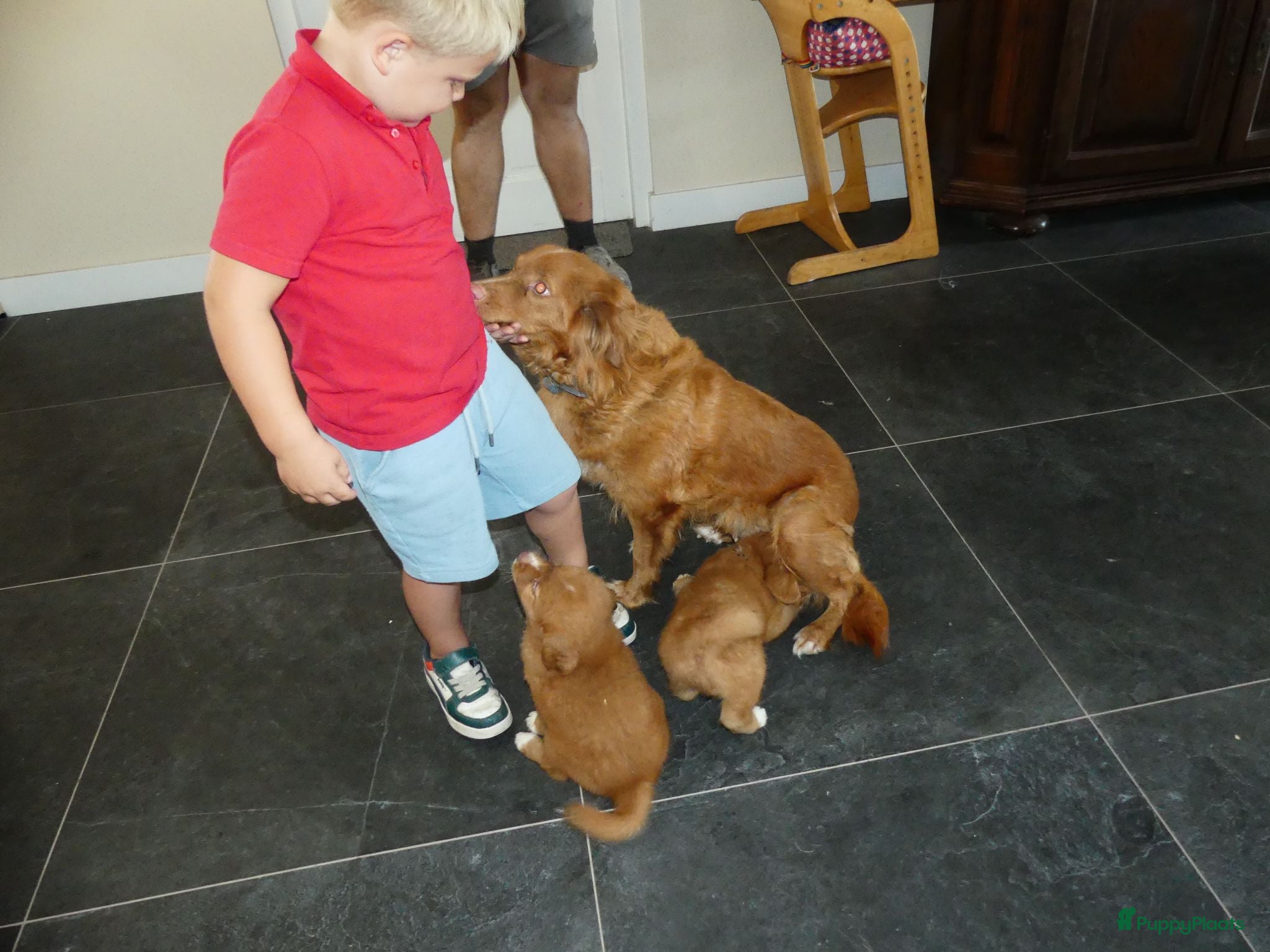 Nova Scotia Duck Tolling Retriever honden Nova Scotia Duck Tolling Retriever pups - Advertentie 3