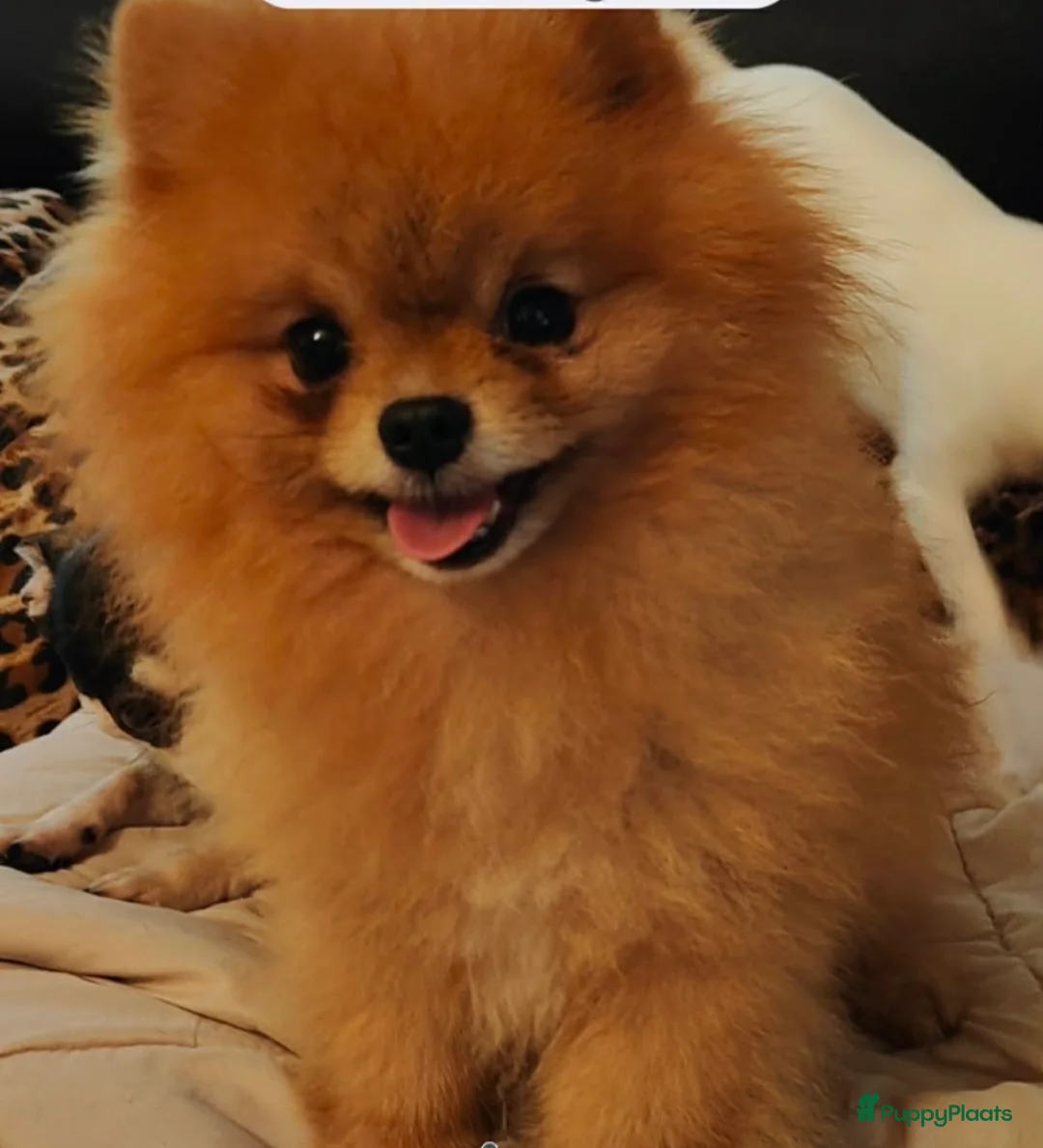 Pomeriaan honden te koop: Pomeranian - Advertentie 2