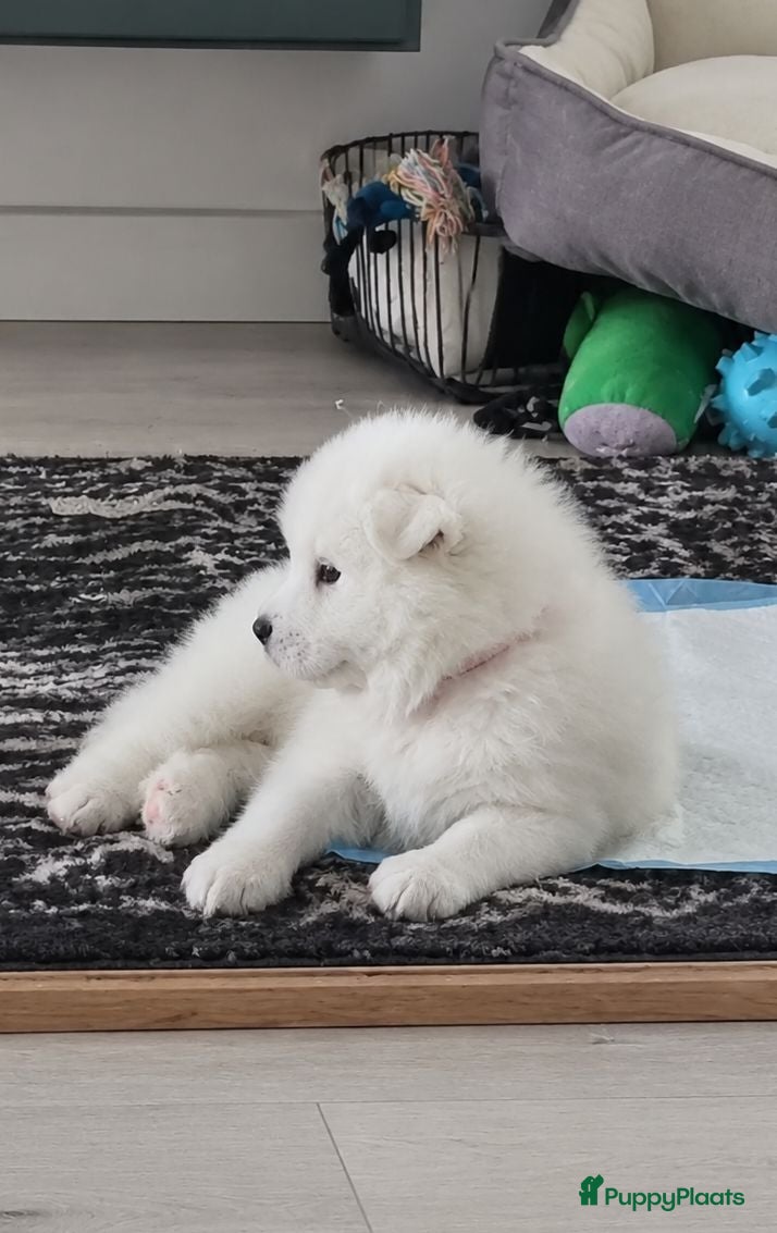 Samojeed honden Samojeed puppys zoeken hun gouden mandje 🐾 - Advertentie 2