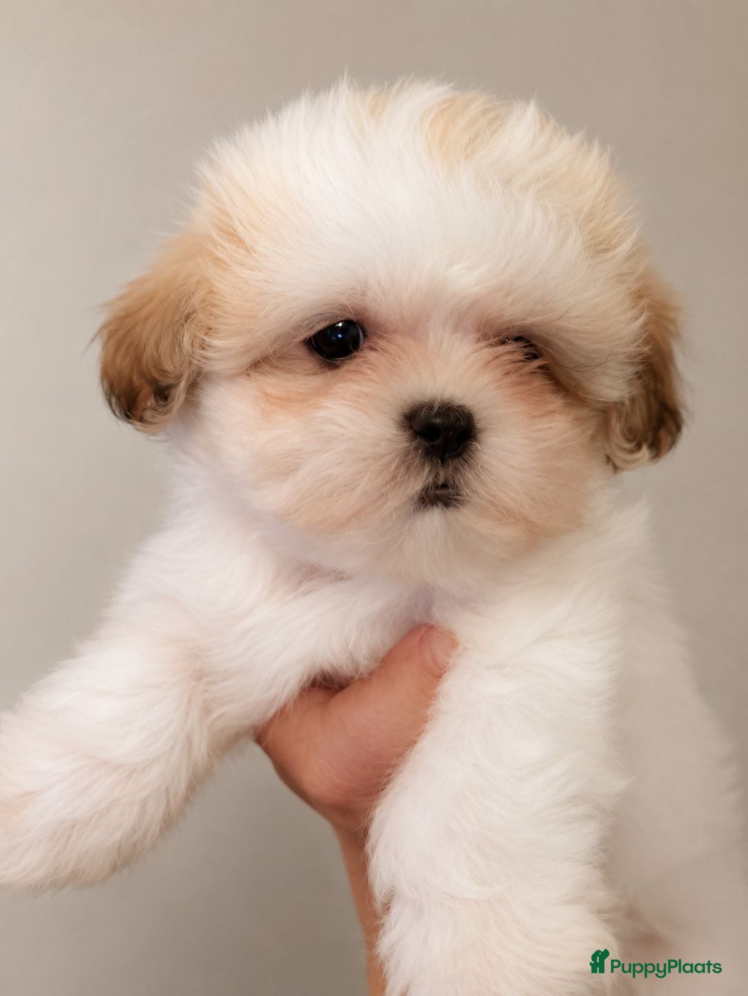 Kruising honden Maltipoo boomer  - Advertentie 4