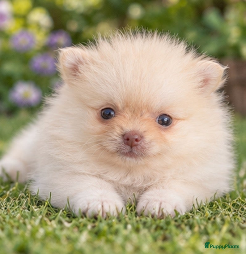 Pomeriaan honden Prachtige pomeriaan puppy's - Advertentie 2