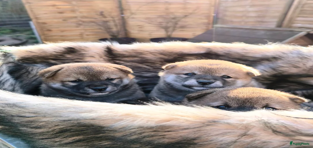 Galerij afbeelding {{count}}