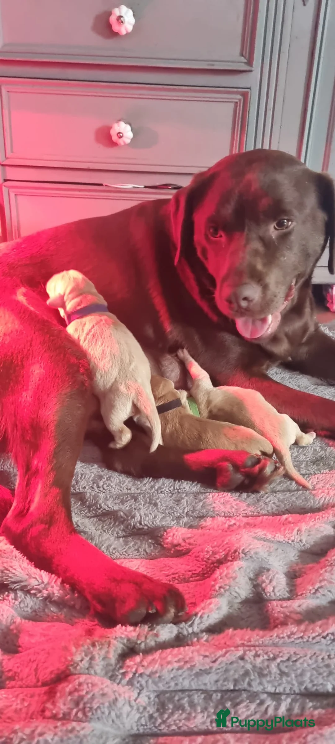 Kruising honden te koop: Lieve puppy’s  - Advertentie 1