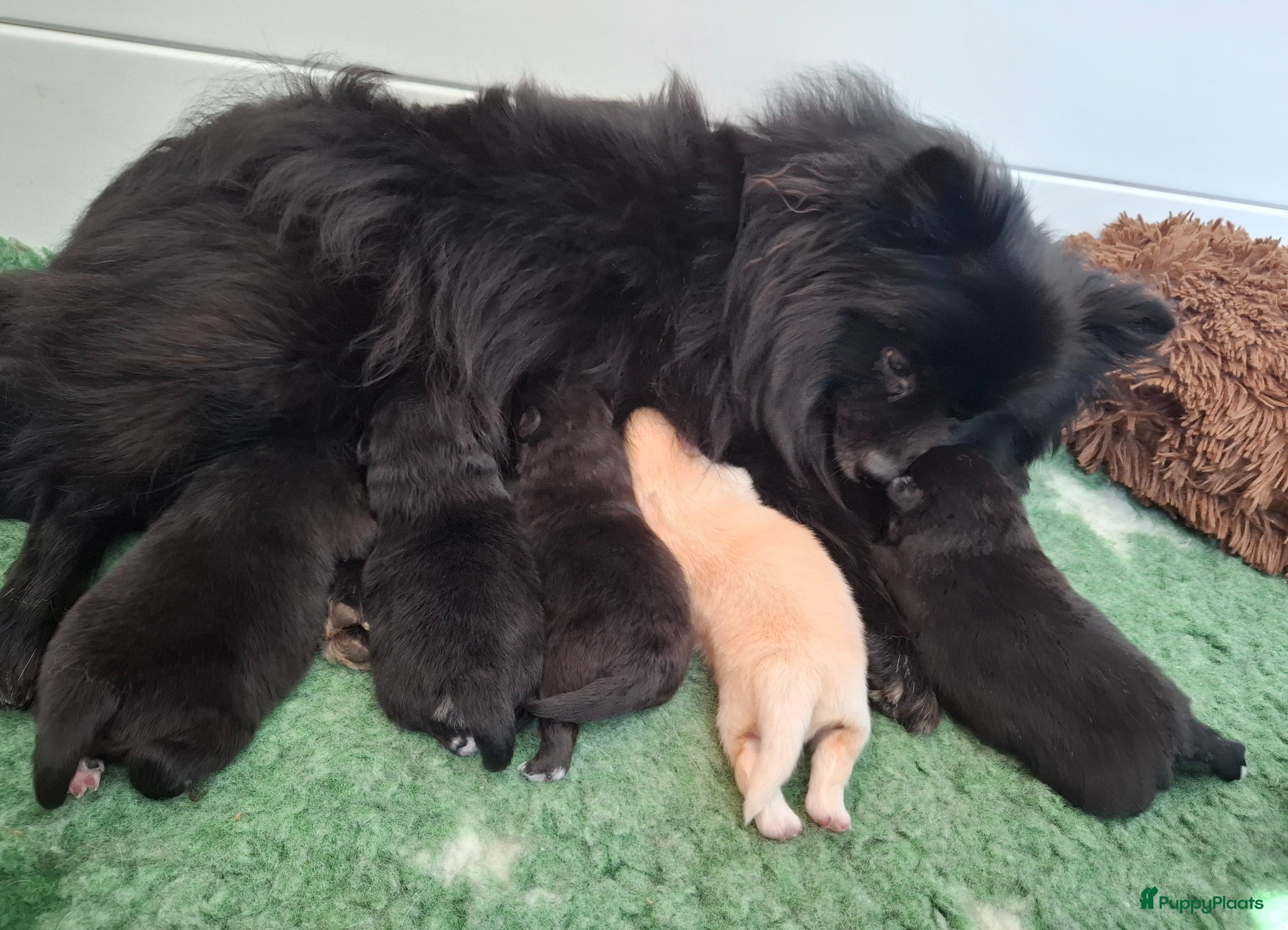 Pomeriaan honden Dwergkees/pomeriaan pups nog 2 reutjes zwart  - Advertentie 1