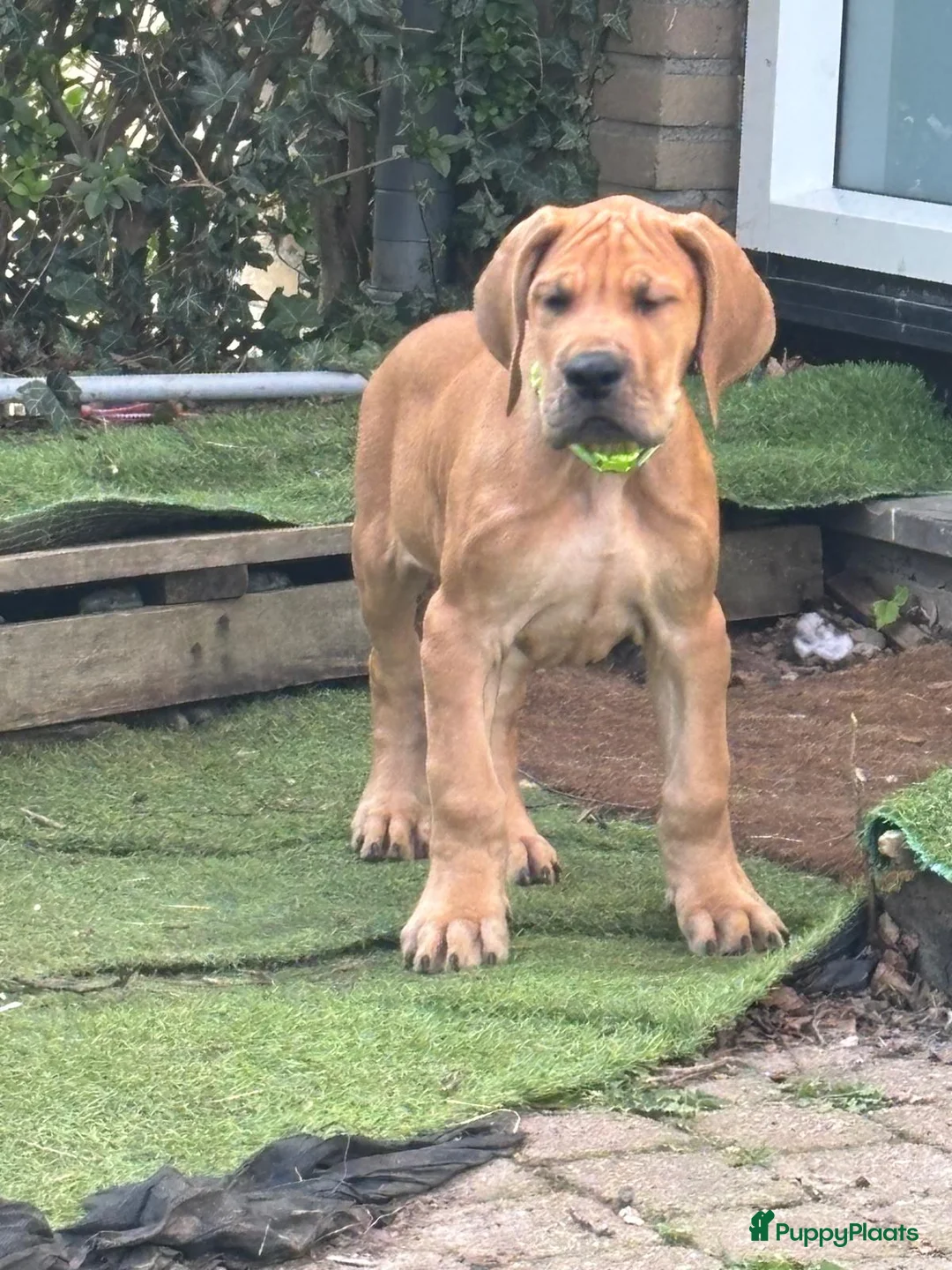 Duitse Dog honden te koop: Duitse dog pups - Advertentie 2