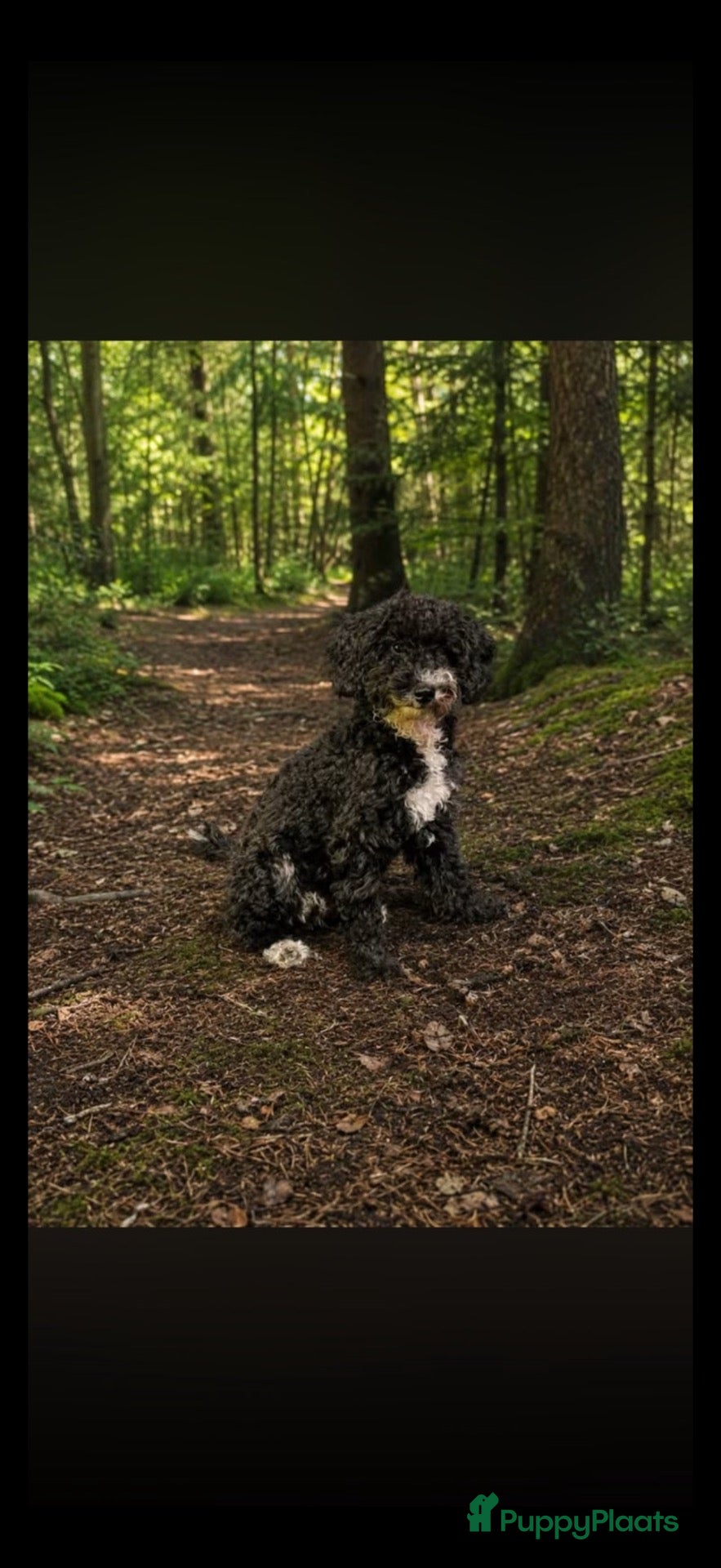 Kruising honden Toypoedel - Advertentie 9