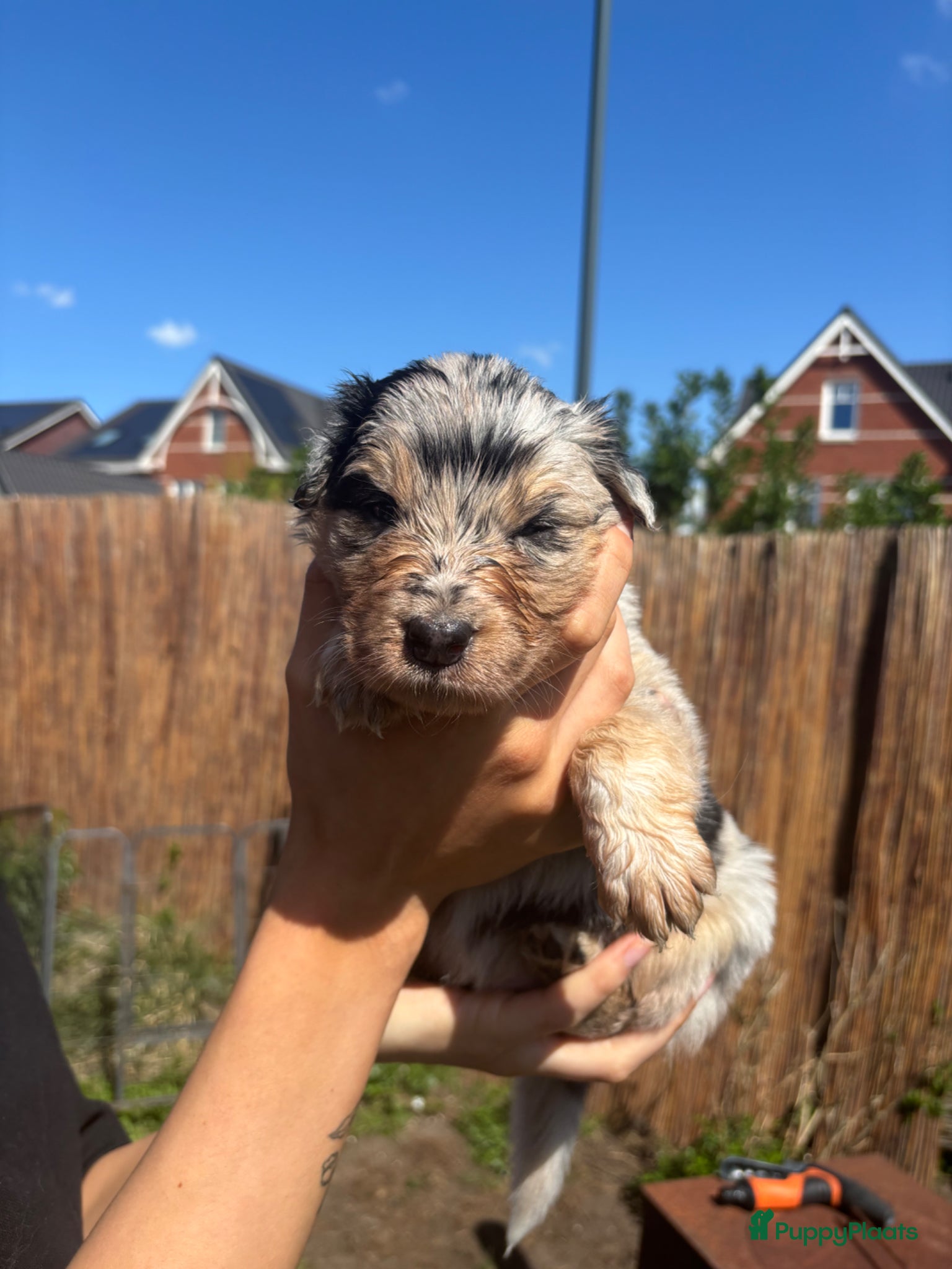 Australian Shepherd honden Australische herder pup 1 blue merle teef  - Advertentie 2
