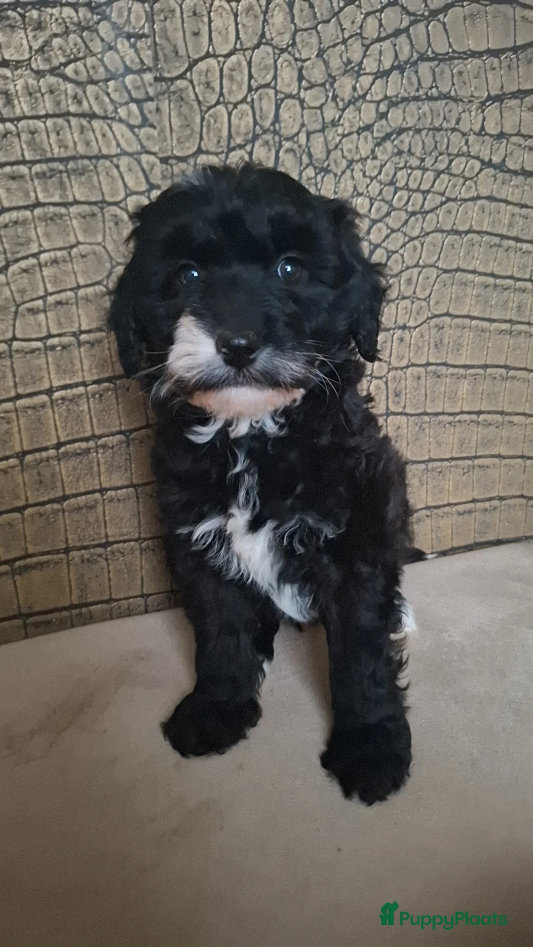 Australian Labradoodle honden te koop: Medium Australian labradoodle pups 🩷💙 - Advertentie 6