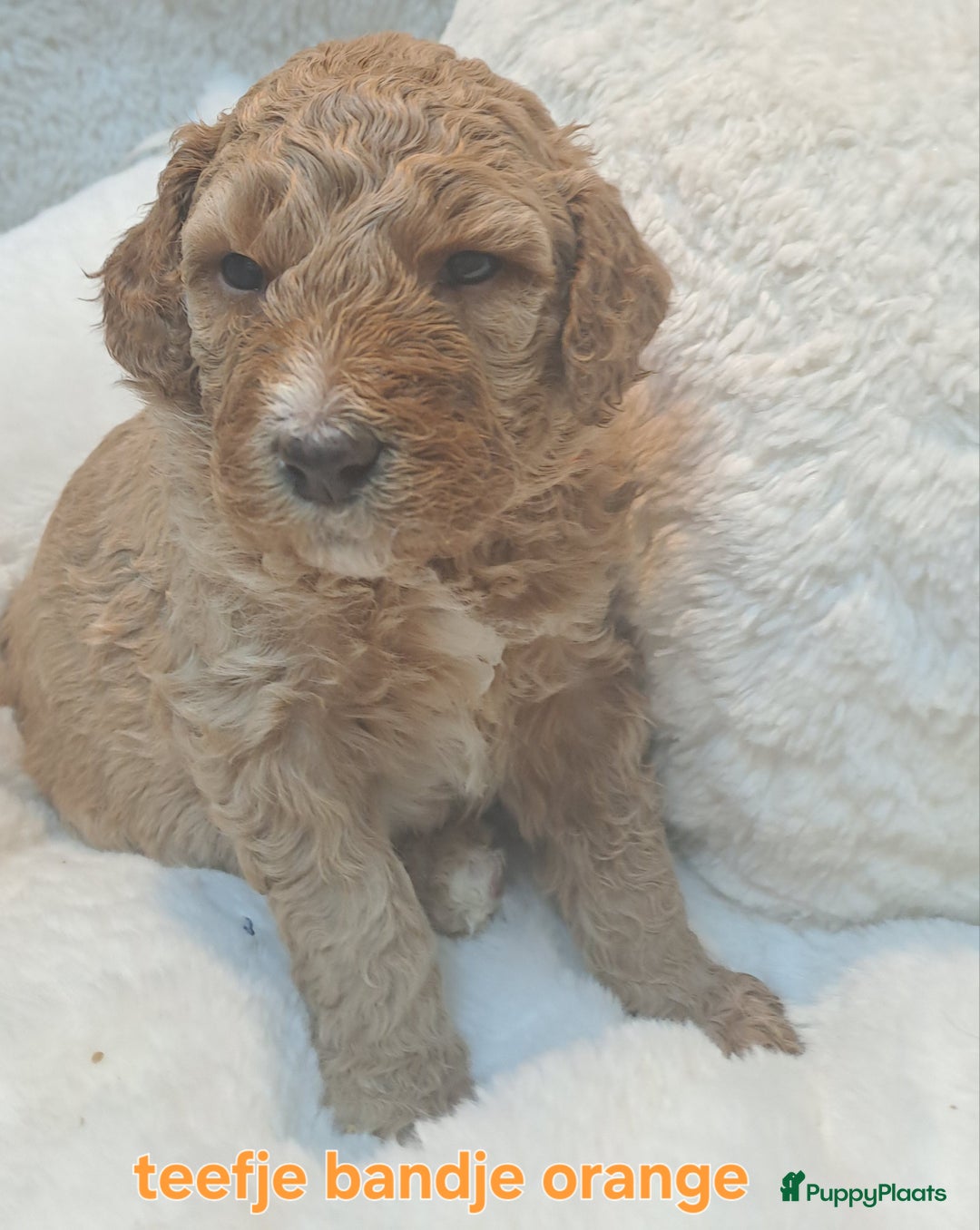 Australian Labradoodle honden te koop: Prachtige australian doodles pups  - Advertentie 14