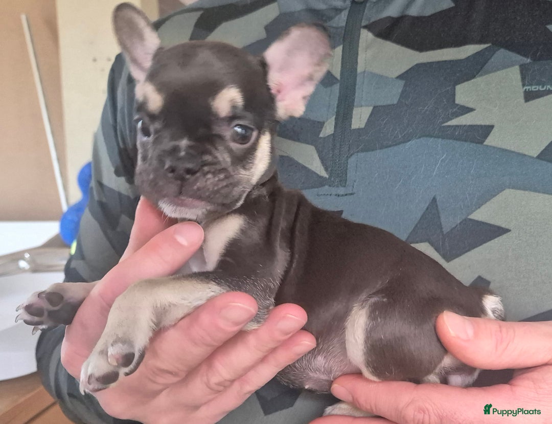 Franse Bulldog honden te koop: Fransebulldog pup  - Advertentie 2