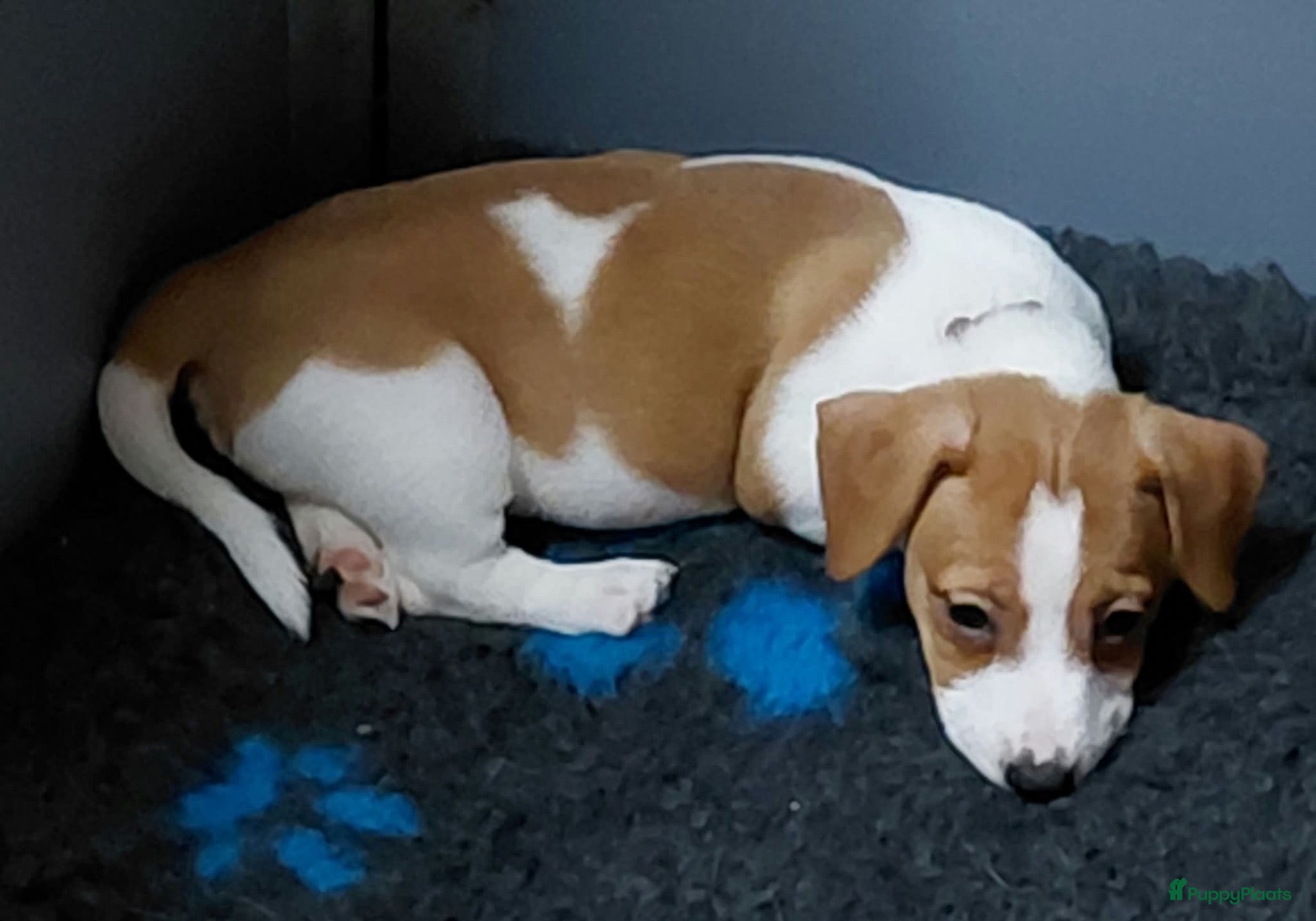 Jack Russel Terriër honden Jack Russell pups – 2 reutjes & 2 teefjes - Advertentie 9