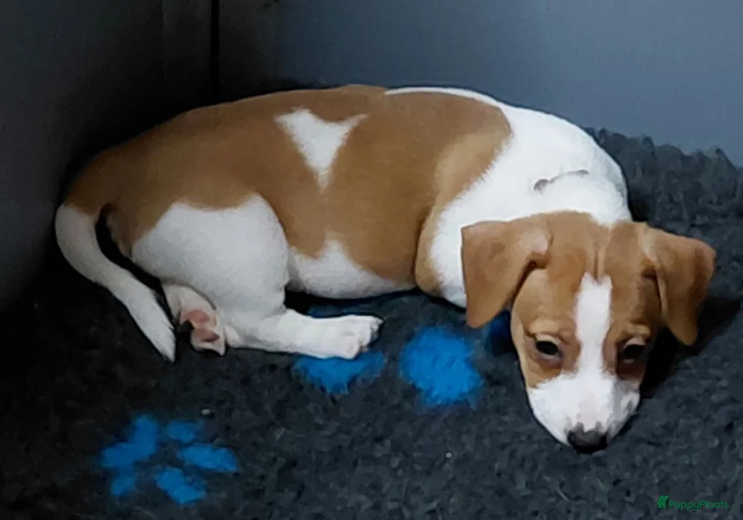 Jack Russel Terriër honden te koop: Jack Russell pups – 2 reutjes & 2 teefjes - Advertentie 1