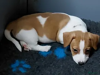 Jack Russel Terriër honden Jack Russell pups – 2 reutjes & 2 teefjes - Advertentie 9