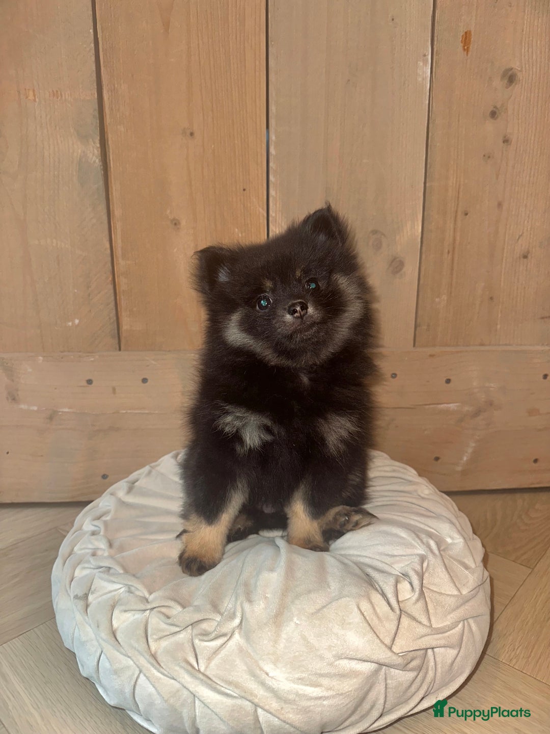 Pomeriaan honden te koop: Pomeriaan pup teefjes - Advertentie 12