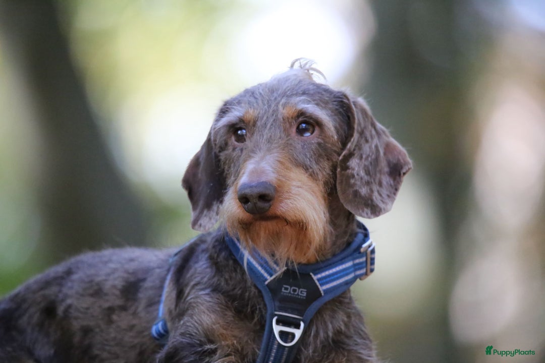 Ruwhaar Teckel honden te koop: Standaard ruwhaar teckel  - Afbeelding 8