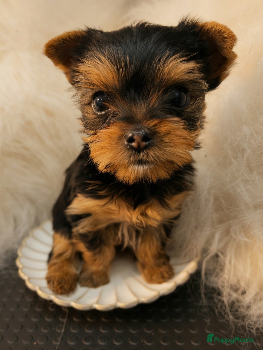 Yorkshire Terriër honden Yorkshire Terriër puppy's - Advertentie 10