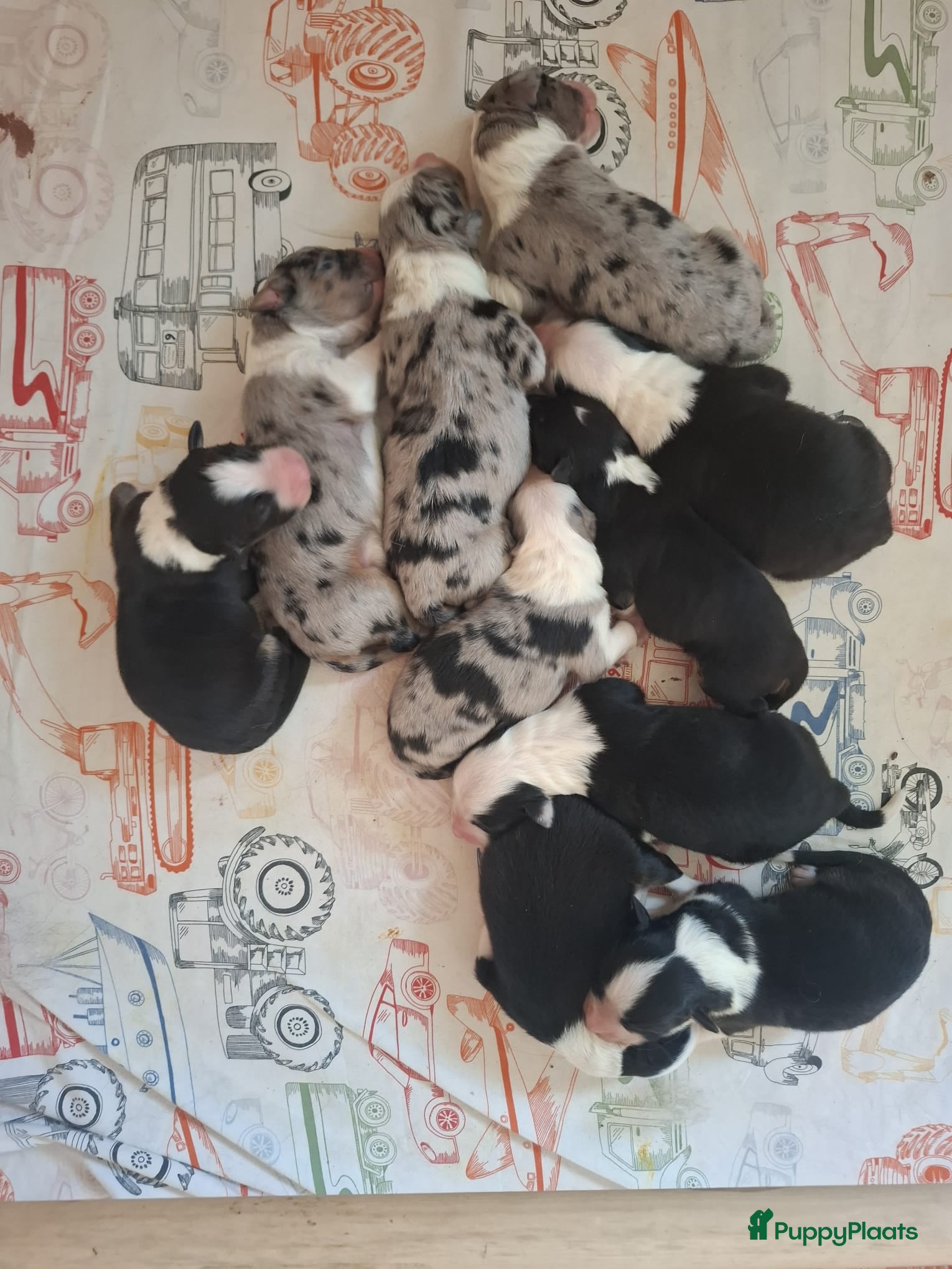 Australian Shepherd honden Stamboom pups geboren!  - Advertentie 2