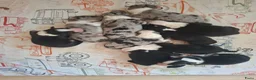 Australian Shepherd honden te koop: Stamboom pups geboren!  - Advertentie 13