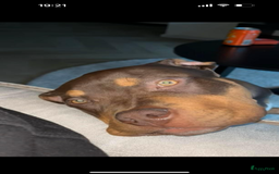 Amerikaanse Bully honden te koop: Bully xxl  - Afbeelding 3