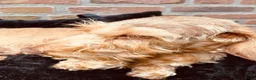 Ruwhaar Teckel honden te koop: De liefste getijgerde ruwharige teckel pups - Advertentie 10