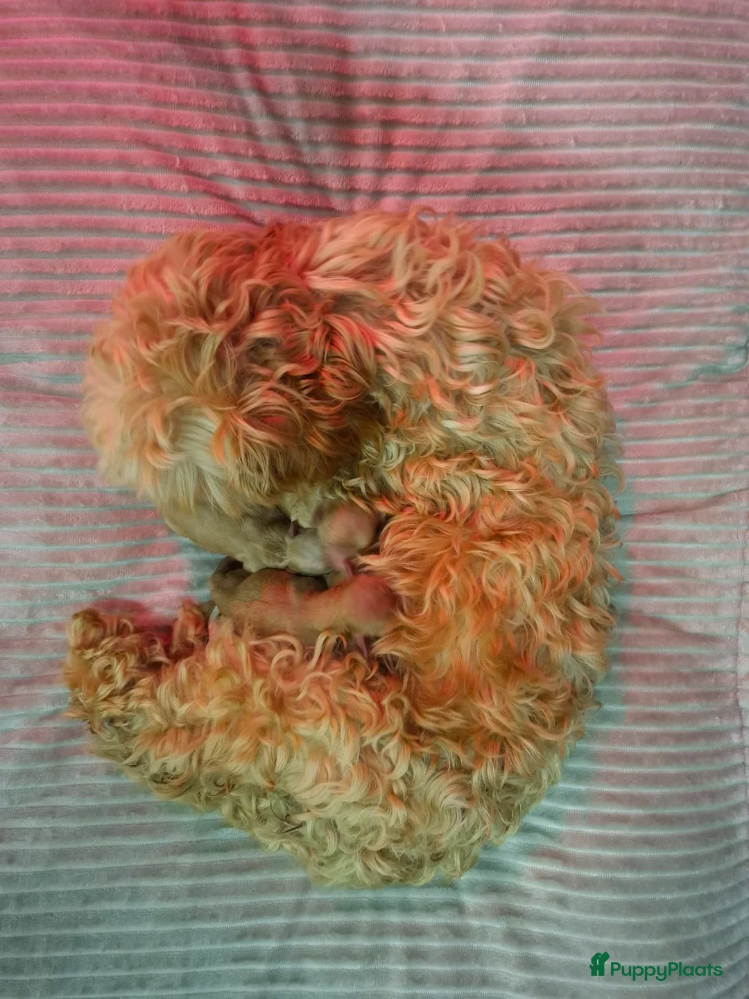 Maltipoo honden te koop: Prachtige Maltipoo/Toy Poedel pups.  - Advertentie 7
