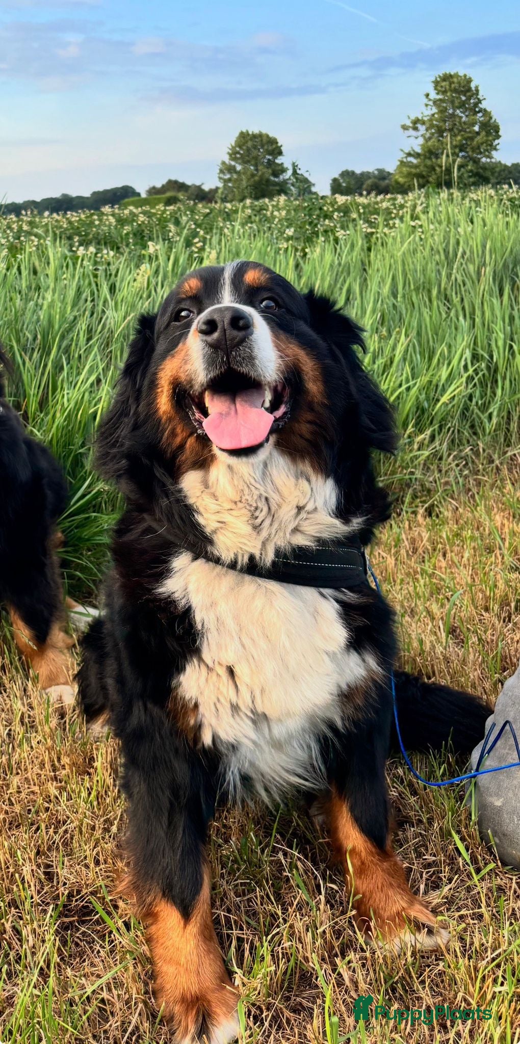 Berner Sennenhond honden Berner/sennen teefje - Advertentie 1