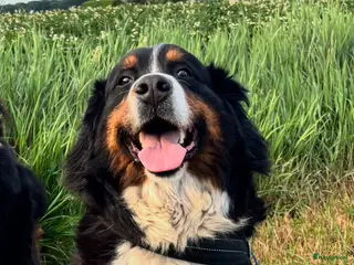 Berner Sennenhond honden te koop: Berner/sennen teefje - Advertentie 1