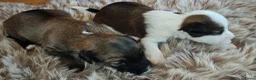 Tibetaanse Terriër honden te koop: Raszuivere Tibetaanse Terriër pups  - Advertentie 14