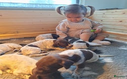 Duitse Staande Hond Korthaar honden te koop: 6 prachtige pups korthaar Duitse Staande  in Oene - Afbeelding 8