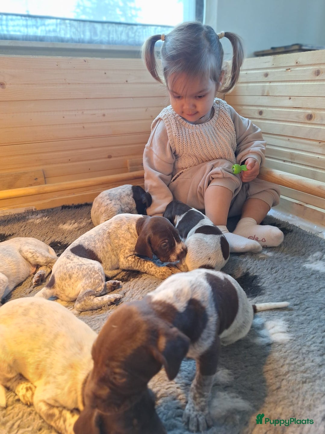 Duitse Staande Hond Korthaar honden te koop: 6 prachtige pups korthaar Duitse Staande  in Oene - Afbeelding 8