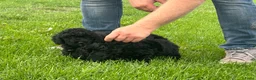 Kruising honden te koop: 2 Dwergpoedel teefjes - Advertentie 8